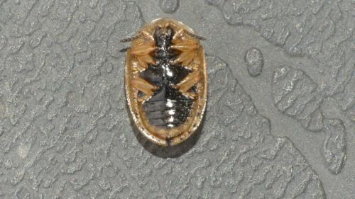 Réf. 343 421 : Cassida nebulosa